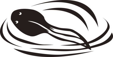 Kurbağa yavrusu, beyaz arkaplanda izole edilmiş basit siyah beyaz çizim