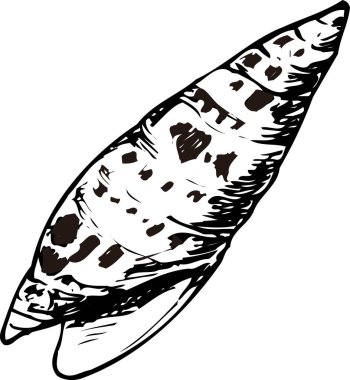 Beyaz arkaplanda izole edilmiş deniz kabuğu çizimi 