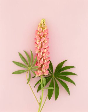 Güzel çiçekler, yakın görüş, doğa konsepti.