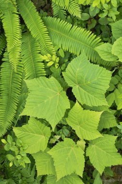 bir ağacın yeşil yaprakları