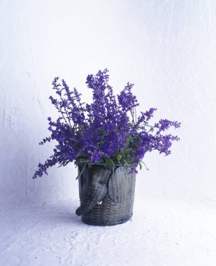 Güzel çiçekler, yakın görüş, doğa konsepti.