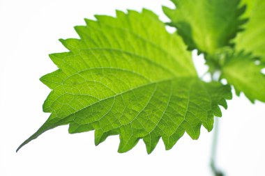 beyaz arkaplanda yeşil yapraklar izole