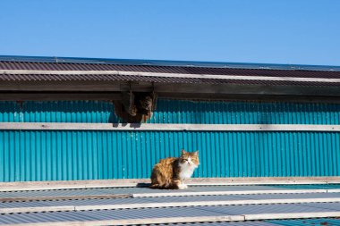 Kedi evin çatısında oturuyor..