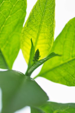 beyaz arkaplanda yeşil yapraklar izole