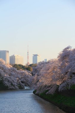Bahçedeki güzel pembe sakura çiçekleri