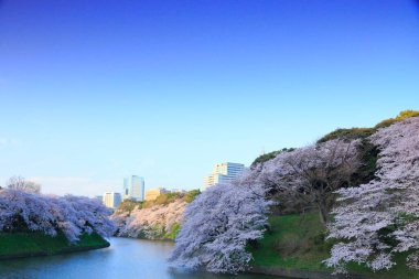 Bahçedeki güzel pembe sakura çiçekleri