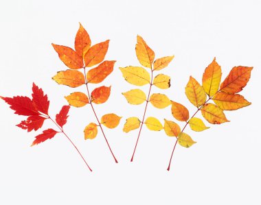 Bir huş ağacının kırmızı yaprakları. sonbahar arkaplanı.