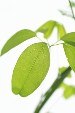 beyaz arkaplanda yeşil yapraklar izole