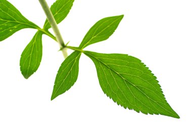 beyaz arkaplanda yeşil yapraklar izole