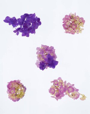 Güzel çiçekler, yakın görüş, doğa konsepti.