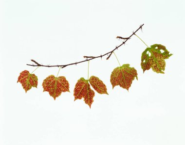 Sonbahar yaprakları beyaz bir dalda