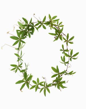 yeşil sarmaşık çelengi kırpma yolu ile beyaz arkaplanda izole edildi