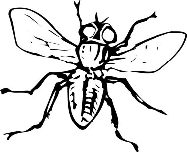 beyaz arkaplandaki sineğin siyah beyaz çizimi 