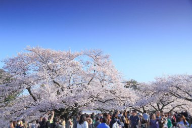 Bahçedeki güzel pembe sakura çiçekleri