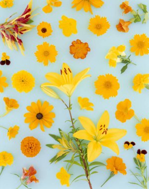 Güzel çiçekler, yakın görüş, doğa konsepti.