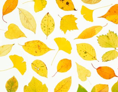 sonbahar yaprakları beyaz arkaplanda izole 