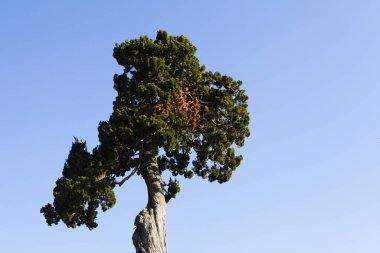 Mavi arkaplana karşı uzun ağacın alçak açılı görünümü