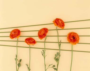 Güzel çiçekler, yakın görüş, doğa konsepti.