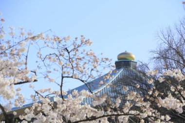 Bahçedeki güzel pembe sakura çiçekleri