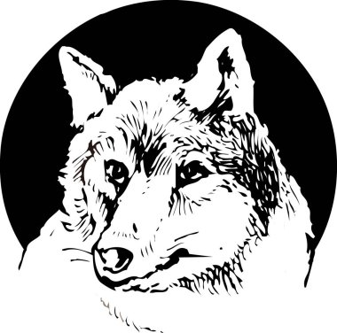 Kurt portresi siyah beyaz