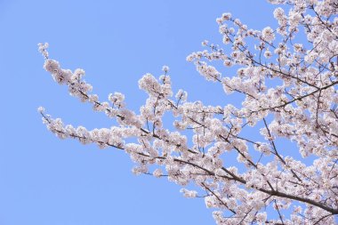 Bahçedeki güzel pembe sakura çiçekleri