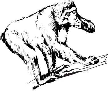 Ağaçtaki maymunun bembeyaz arkaplanda izole edilmiş basit siyah beyaz çizimi