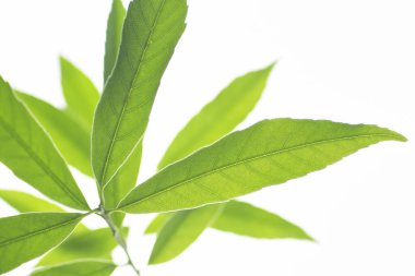 beyaz arkaplanda yeşil yapraklar izole