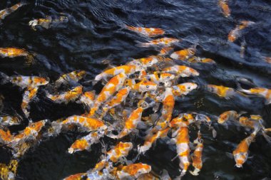 Koi sazanları gölde