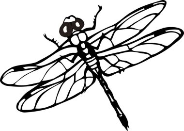 Yusufçuk siyah beyaz