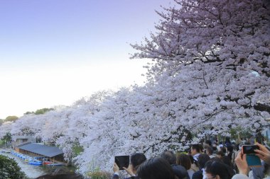 Bahçedeki güzel pembe sakura çiçekleri