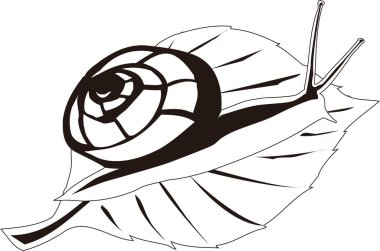 Salyangoz logo şablonu, siyah ve beyaz resimleme