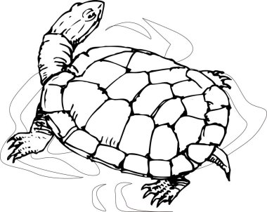 bir kaplumbağanın siyah beyaz çizimi