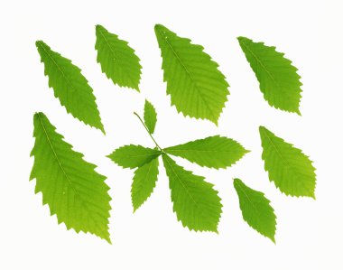 izole kırpma yolu ile beyaz arka plan üzerinde yaprak yeşil