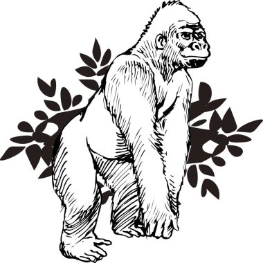 Çizgi film gorilinin siyah beyaz çizimi 