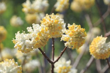 Ağaç dalındaki kır çiçeklerinin yakın görüntüsü