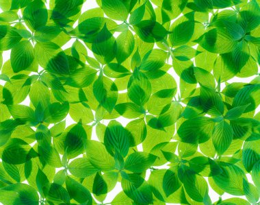 yeşil yaprak dokusu arkaplanı
