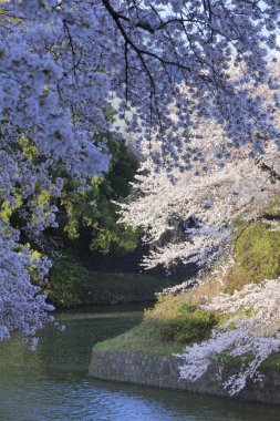 Bahçedeki güzel pembe sakura çiçekleri