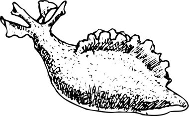 beyaz arkaplanda kabuğun siyah illüstrasyonu 