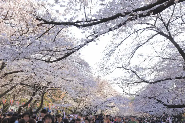 Japonya 'da çiçek açan pembe kiraz ağaçları arasında yürüyen bir grup turist.