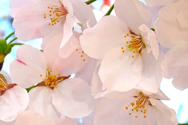 Hermosas Flores Sakura Rosa Jardín —  Fotos de Stock
