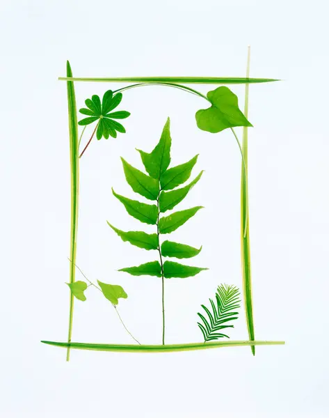green fern leaves on white background