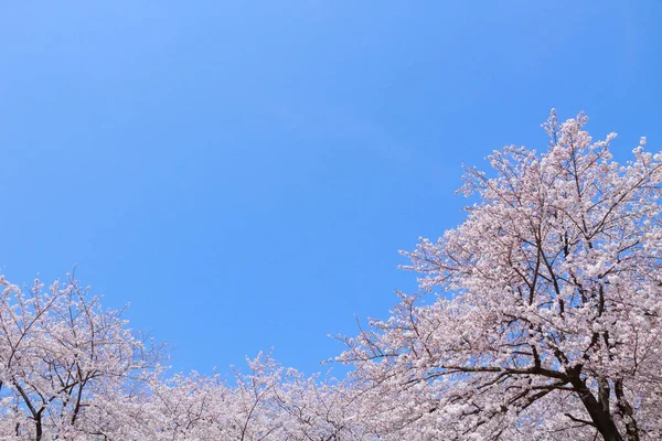 Bahçedeki güzel pembe sakura çiçekleri