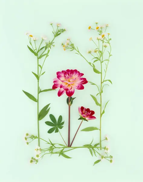 Красиві Квіти Крупним Планом Концепція Природи — стокове фото