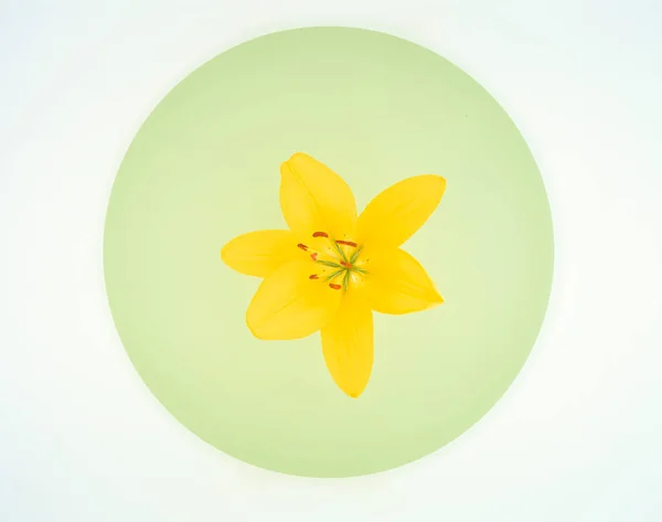 Gyönyörű Virágok Közelről Természet Koncepció — Stock Fotó