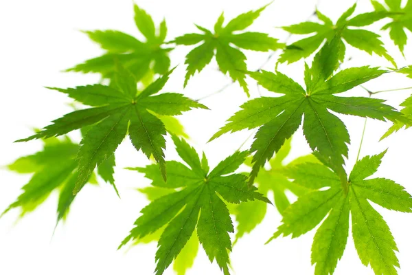 Gröna Växter Blad Och Grenar Närbild — Stockfoto