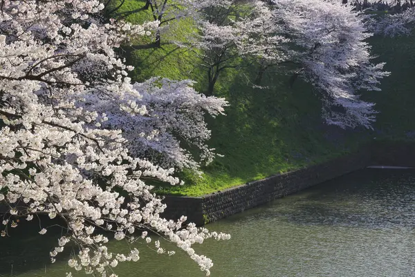 Bahçedeki güzel pembe sakura çiçekleri