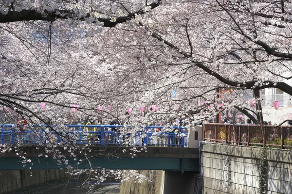 Japonya 'da çiçek açan pembe kiraz ağaçları arasında yürüyen bir grup turist.