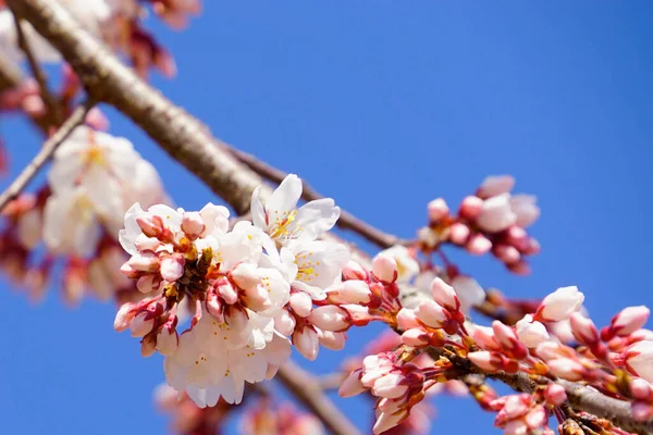 Vackra Rosa Sakura Blomma Träd Trädgården — Stockfoto