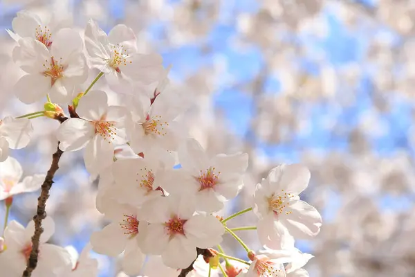 Gyönyörű Rózsaszín Sakura Virágok Kertben — Stock Fotó