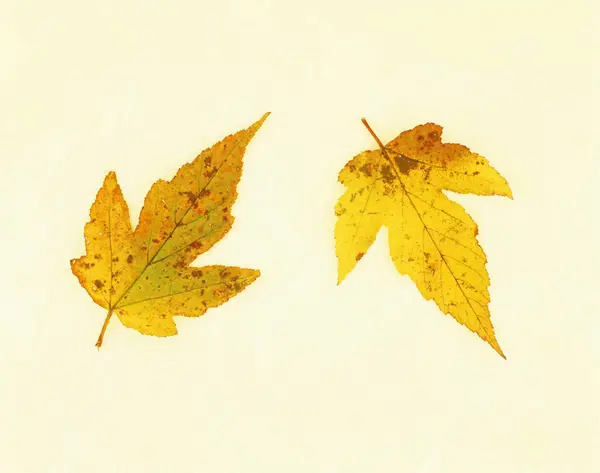 Podzimní Listy Bílém Pozadí — Stock fotografie